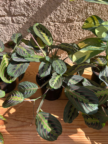 Maranta plant