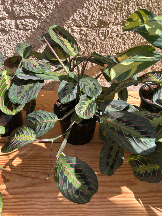 Maranta plant