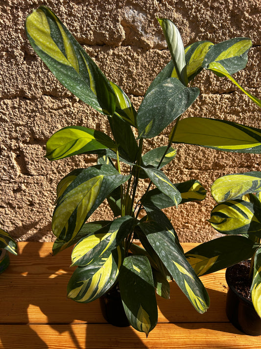 calathea arrowroot plant