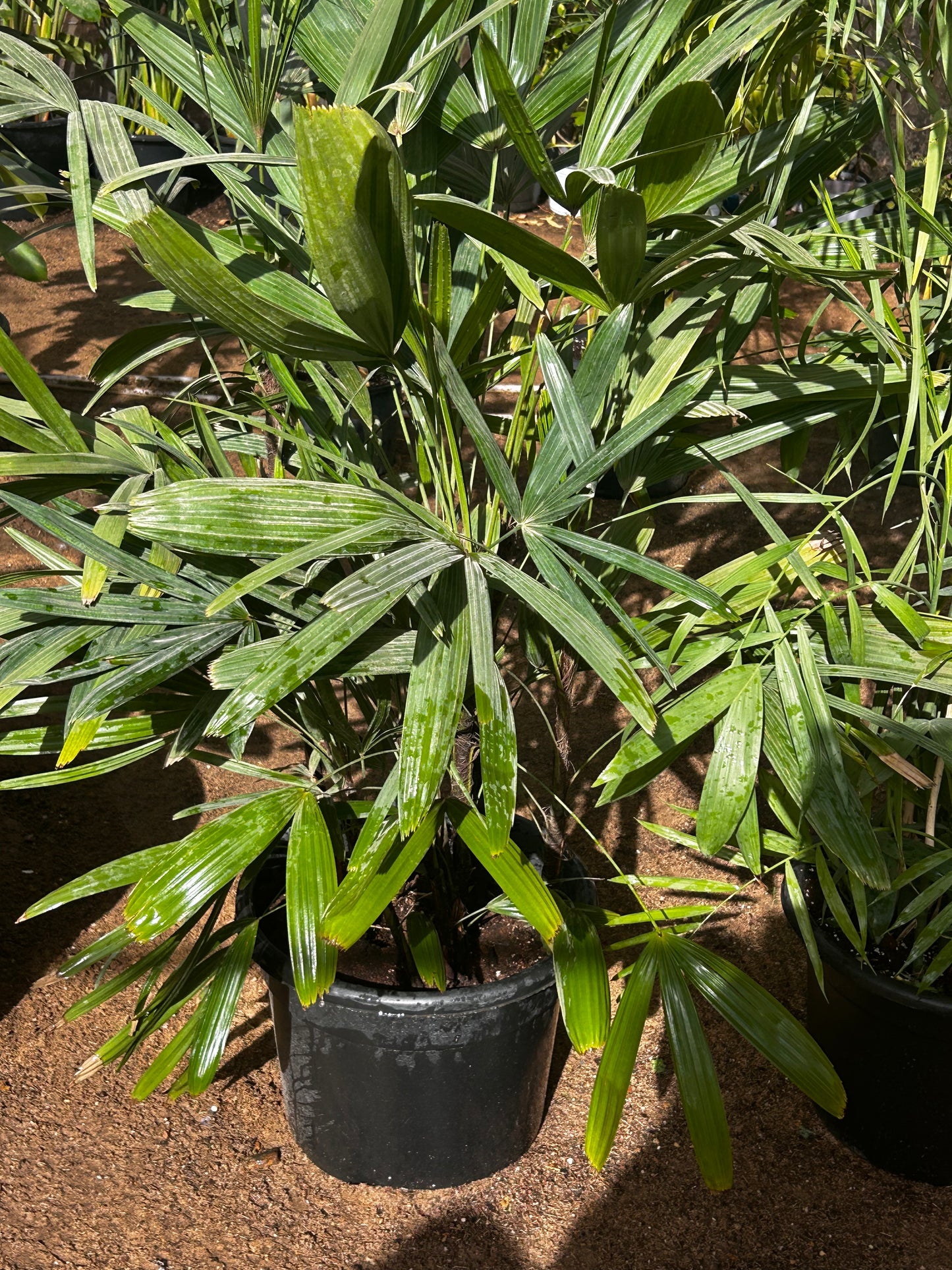 Rhapis Palm