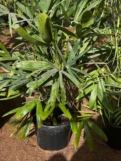 Rhapis Palm