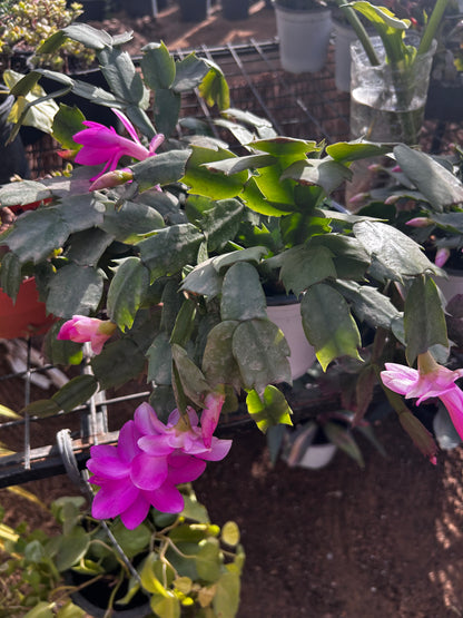 Christmas Cactus (Schlumbergera)