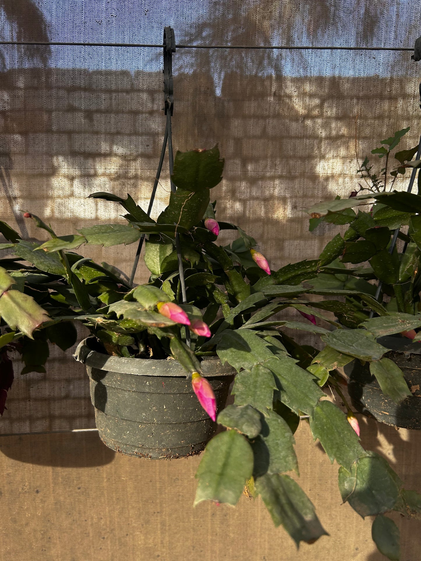 Christmas Cactus (Schlumbergera)
