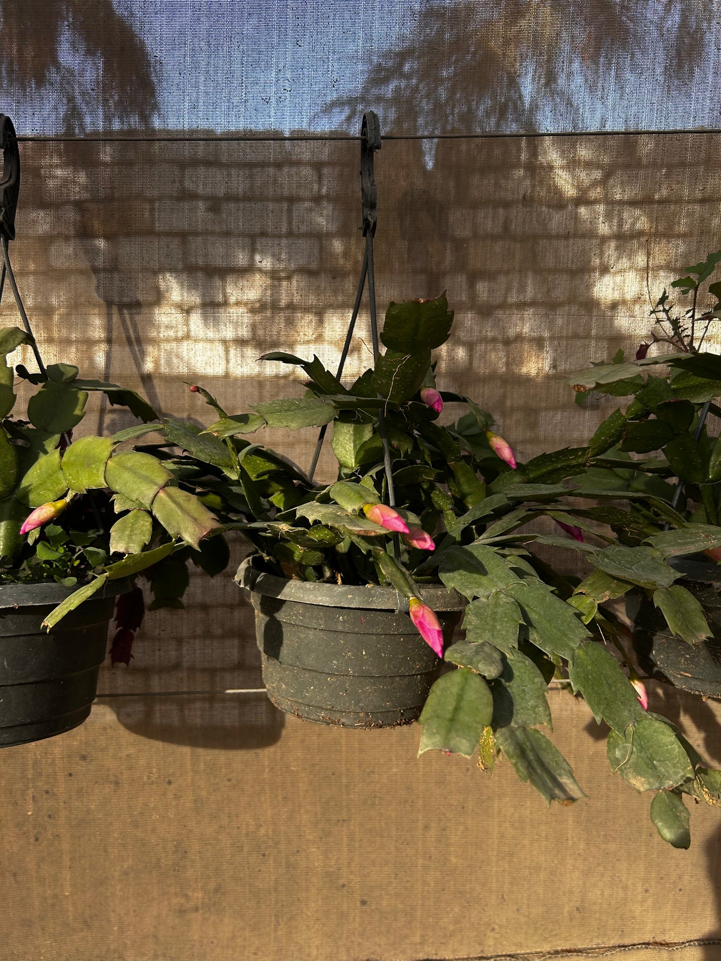 Christmas Cactus (Schlumbergera)