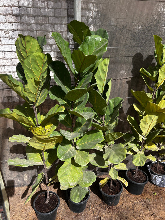 Fiddle-Leaf Fig (Ficus Lyrata)