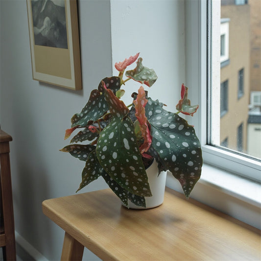 Begonia polka dot