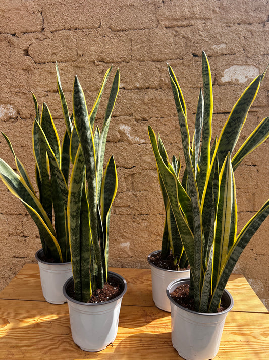 Sanseviera or Snake Plant