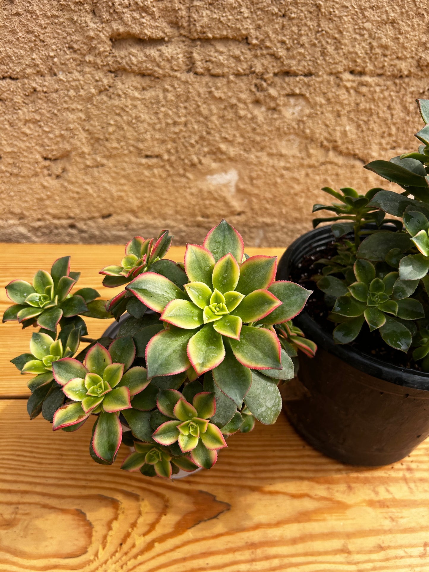 Aeonium Kiwi