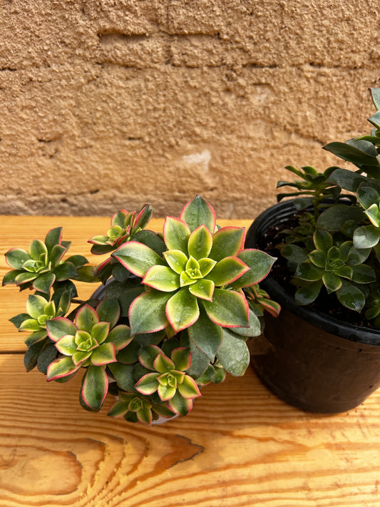 Aeonium Kiwi