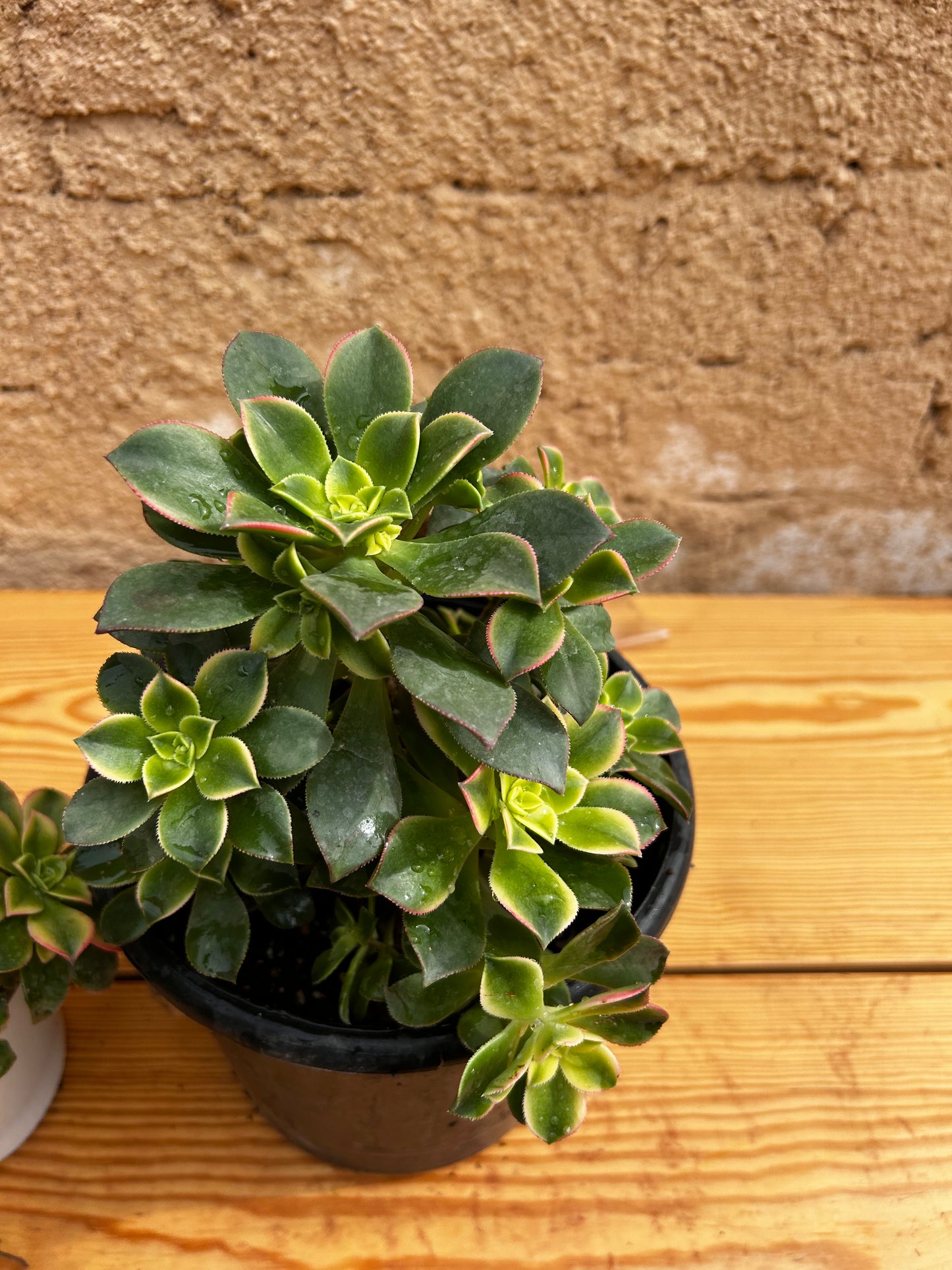 Aeonium Kiwi