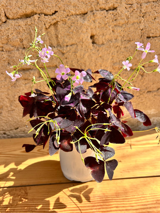 Oxalis Triangularis