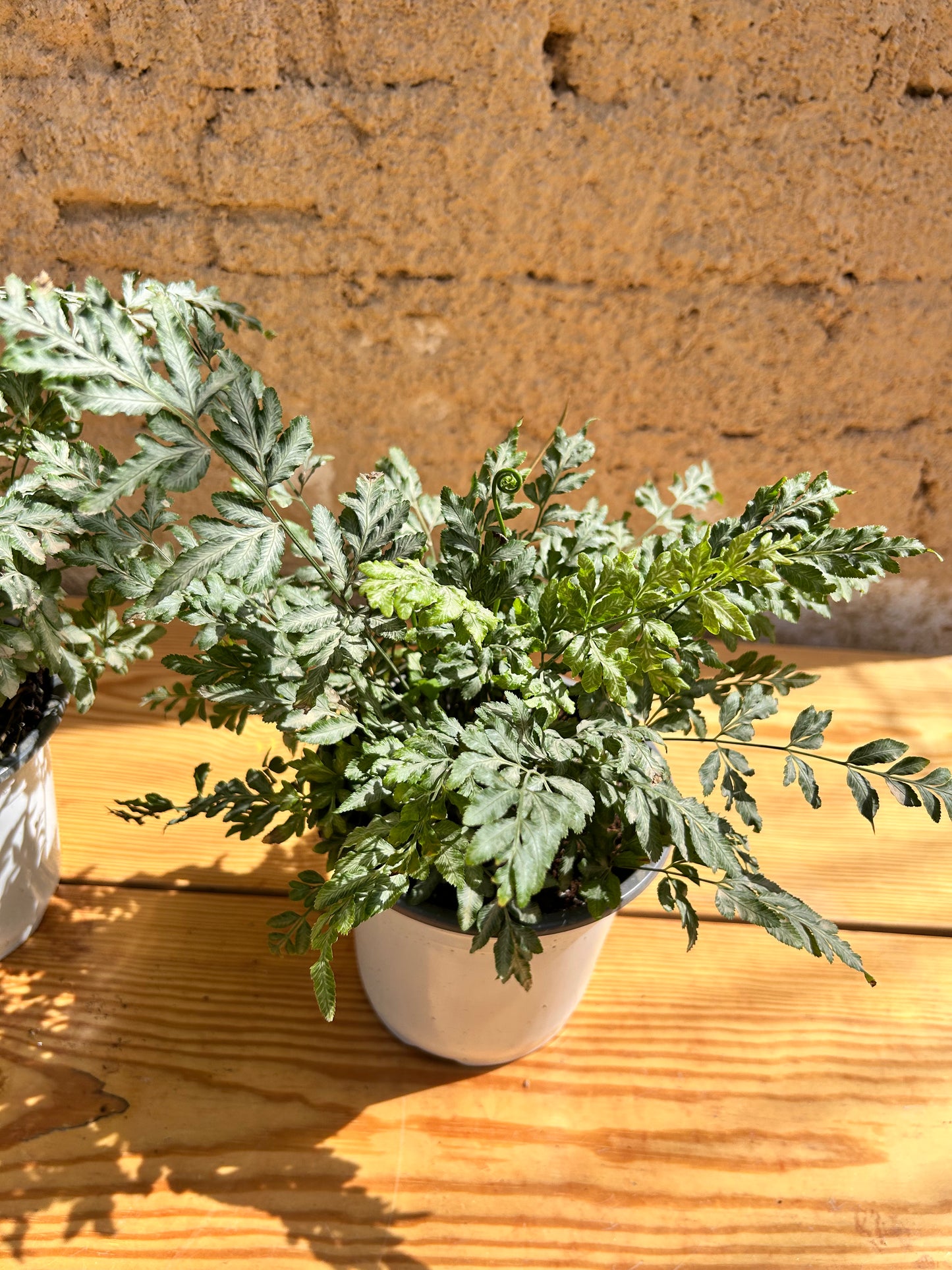 Evergreeniensis Fern