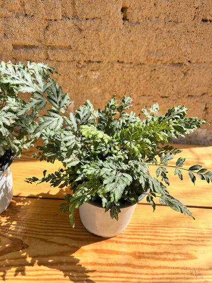 Evergreeniensis Fern