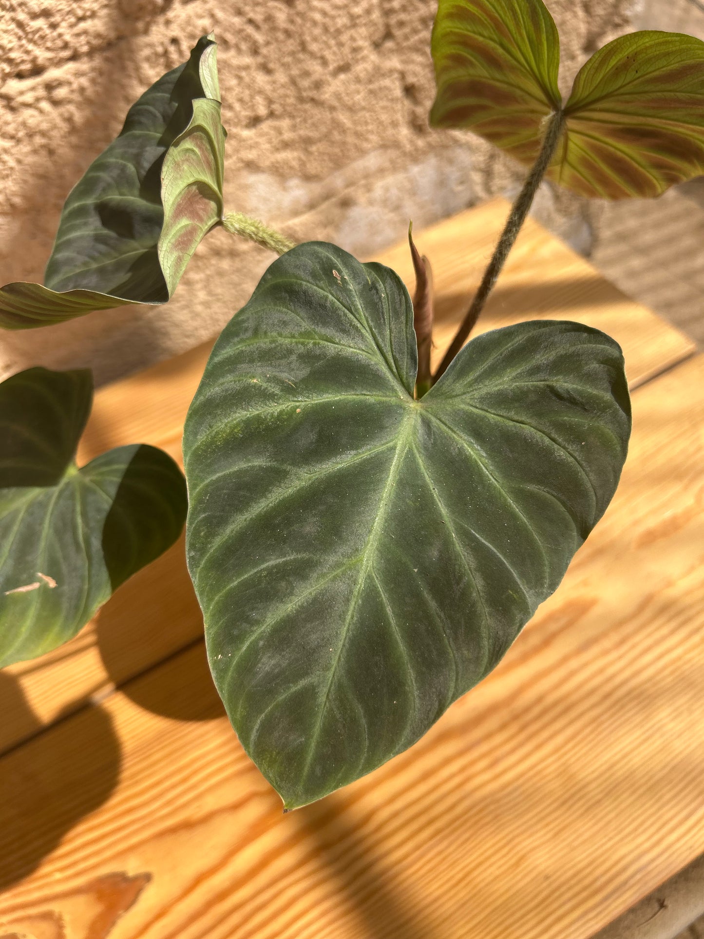 Philodendron verrucosum