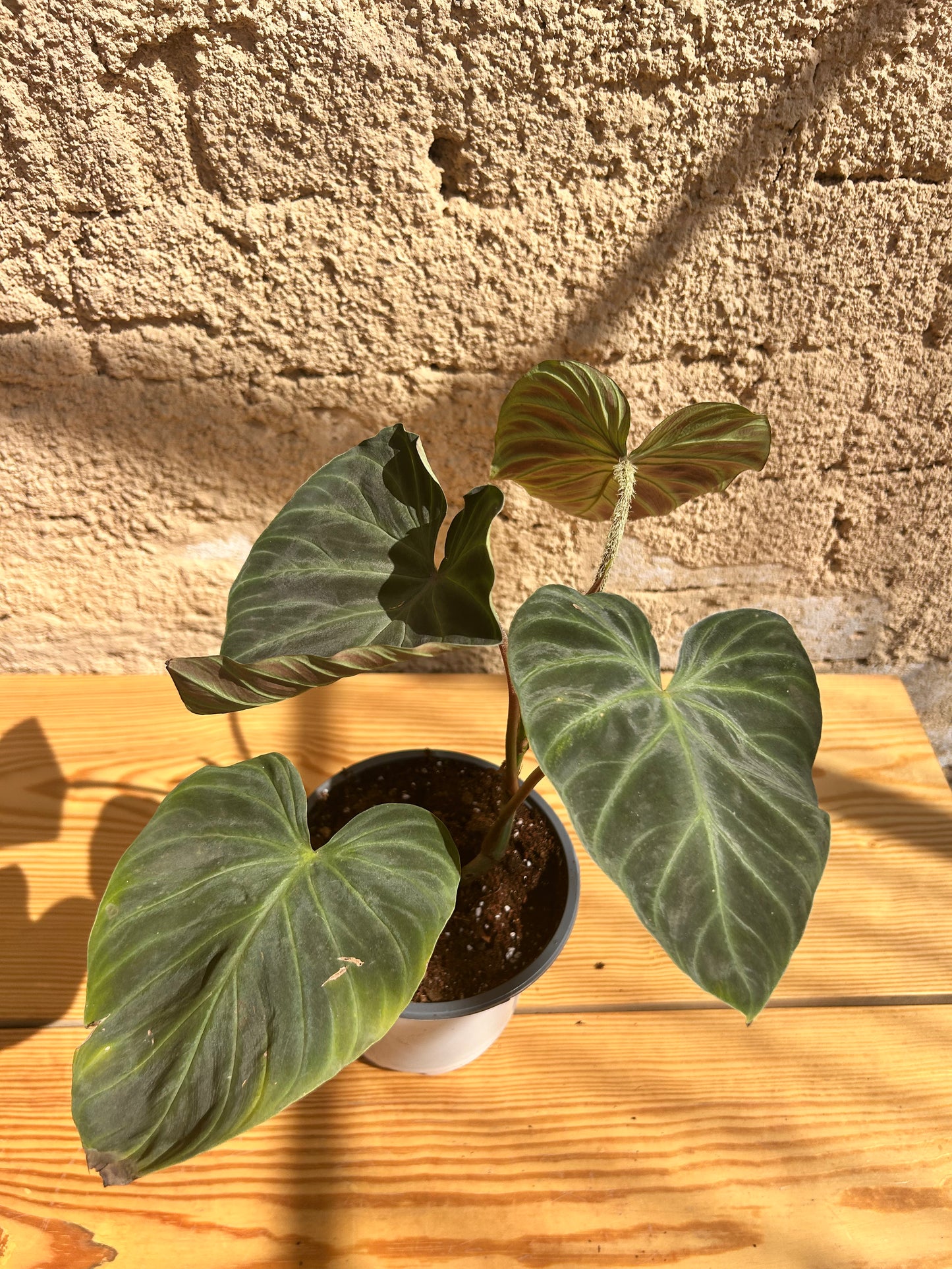 Philodendron verrucosum