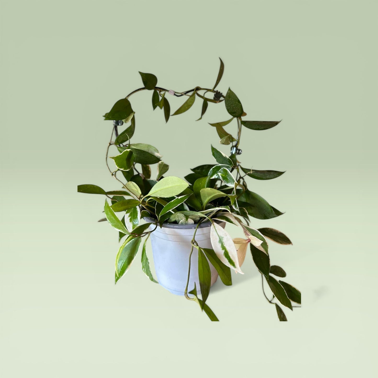 Hoya variegated