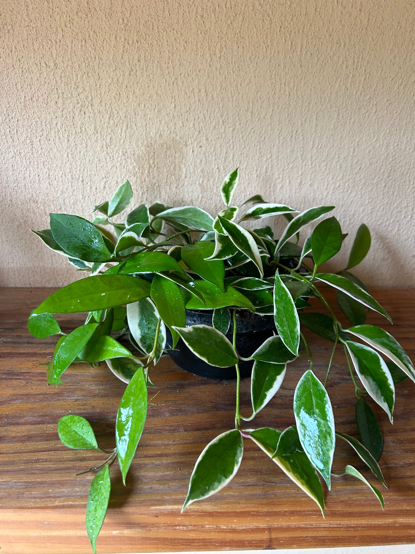Hoya variegated