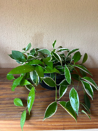 Hoya variegated