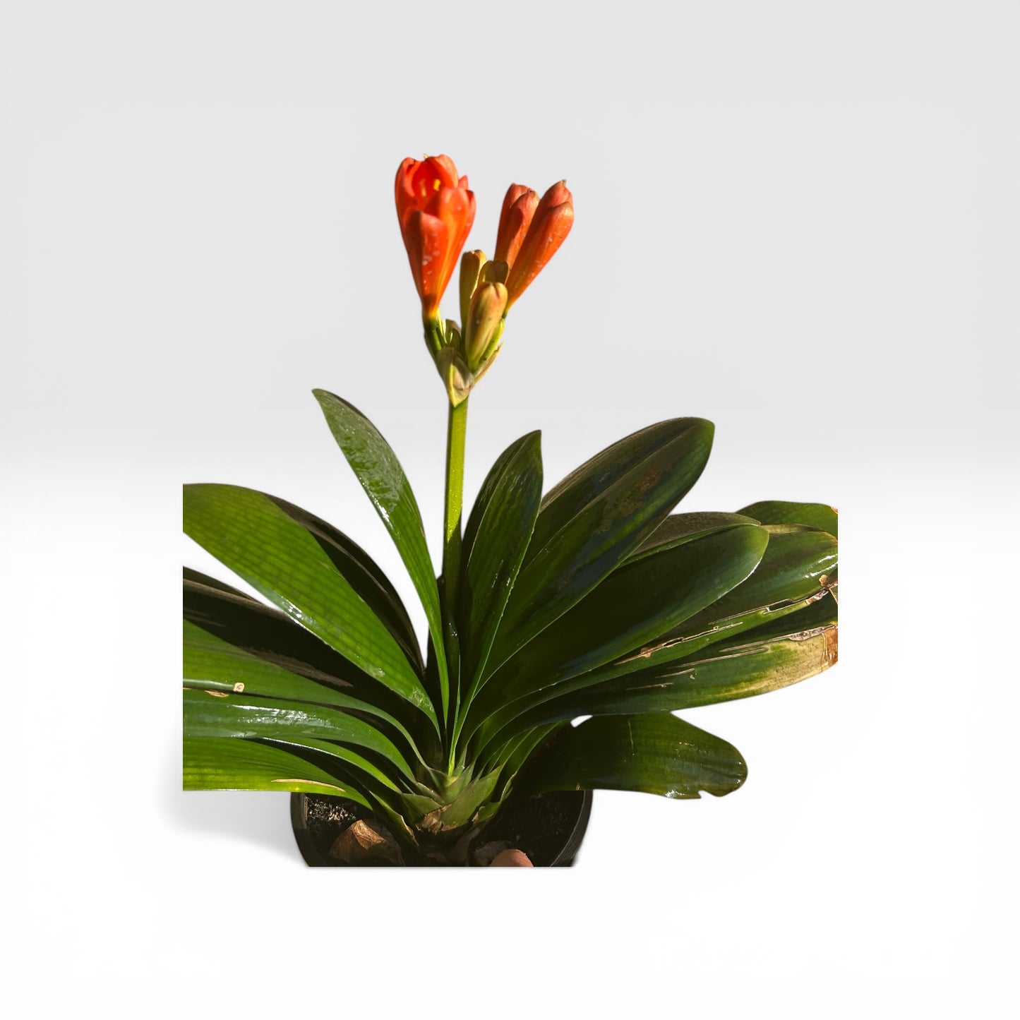 Clivia