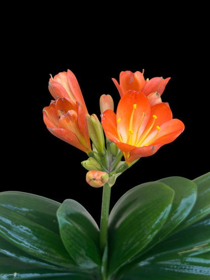 Clivia