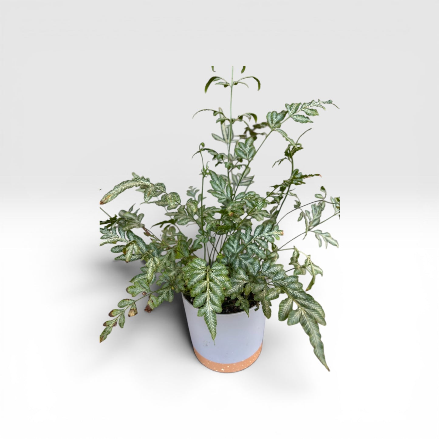 Evergreeniensis Fern