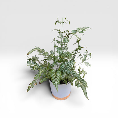 Evergreeniensis Fern
