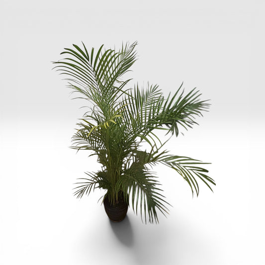 Areca