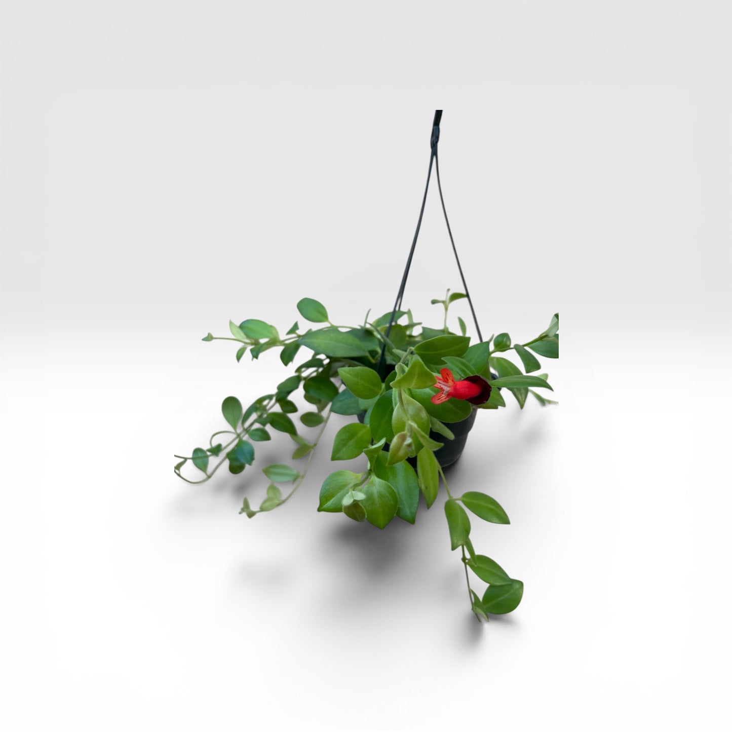 LIPSTICK-PLANT