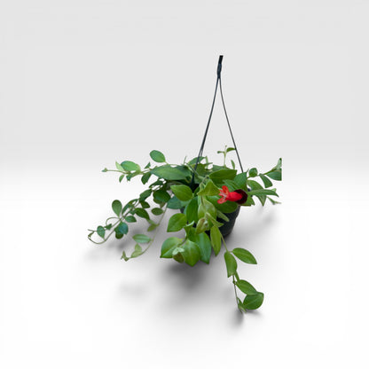 LIPSTICK-PLANT