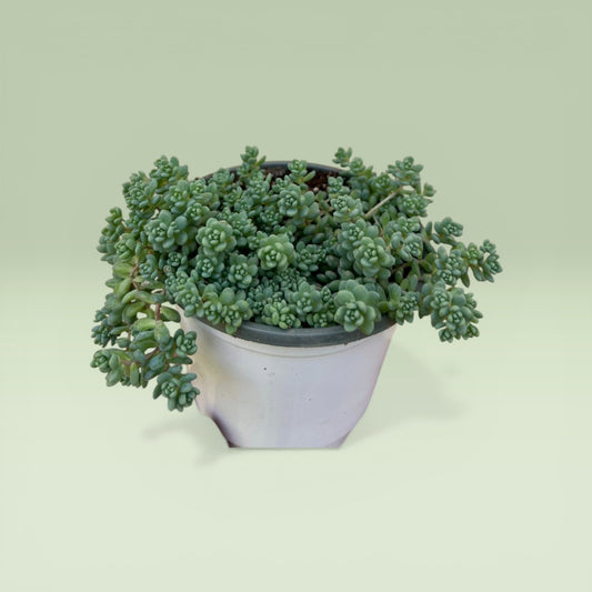 Sedum dasyphyllum