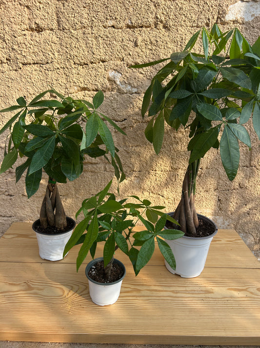 بونساي باتشيرا،