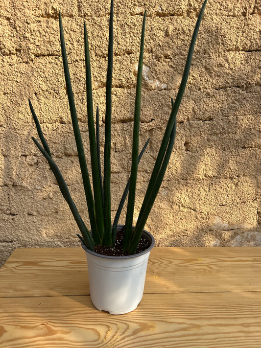 sansevieria cylindrica