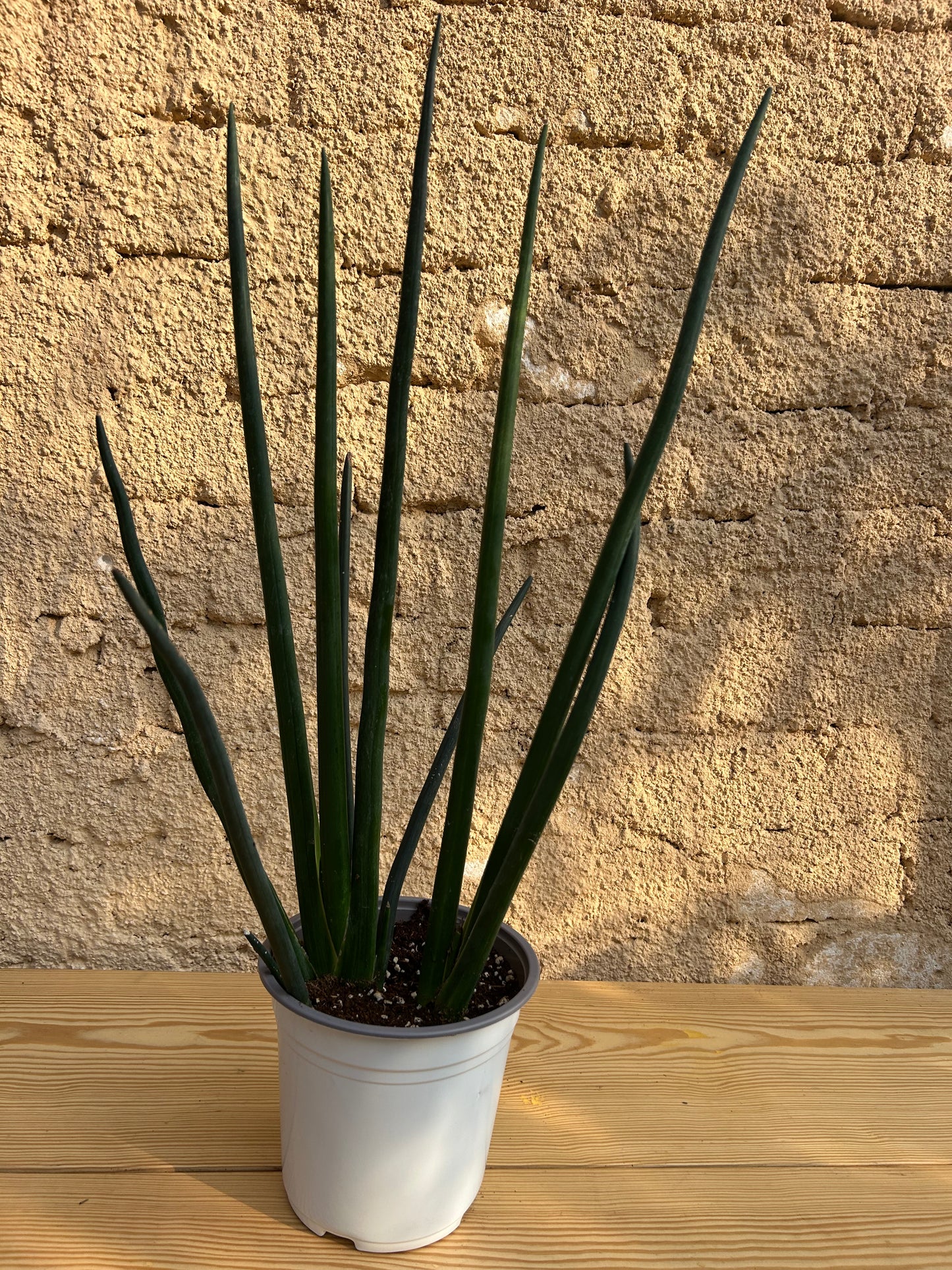 sansevieria cylindrica