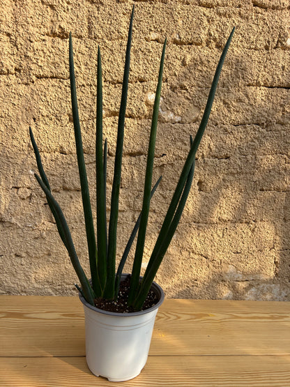sansevieria cylindrica