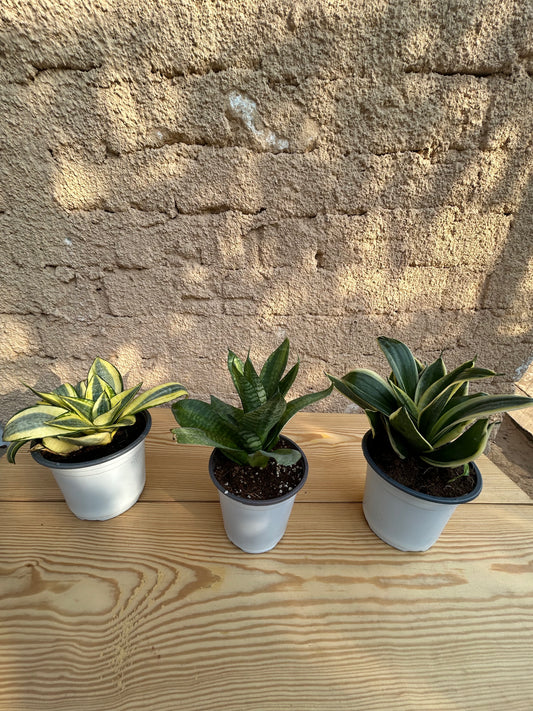Dwarf Sansevieria Bundle