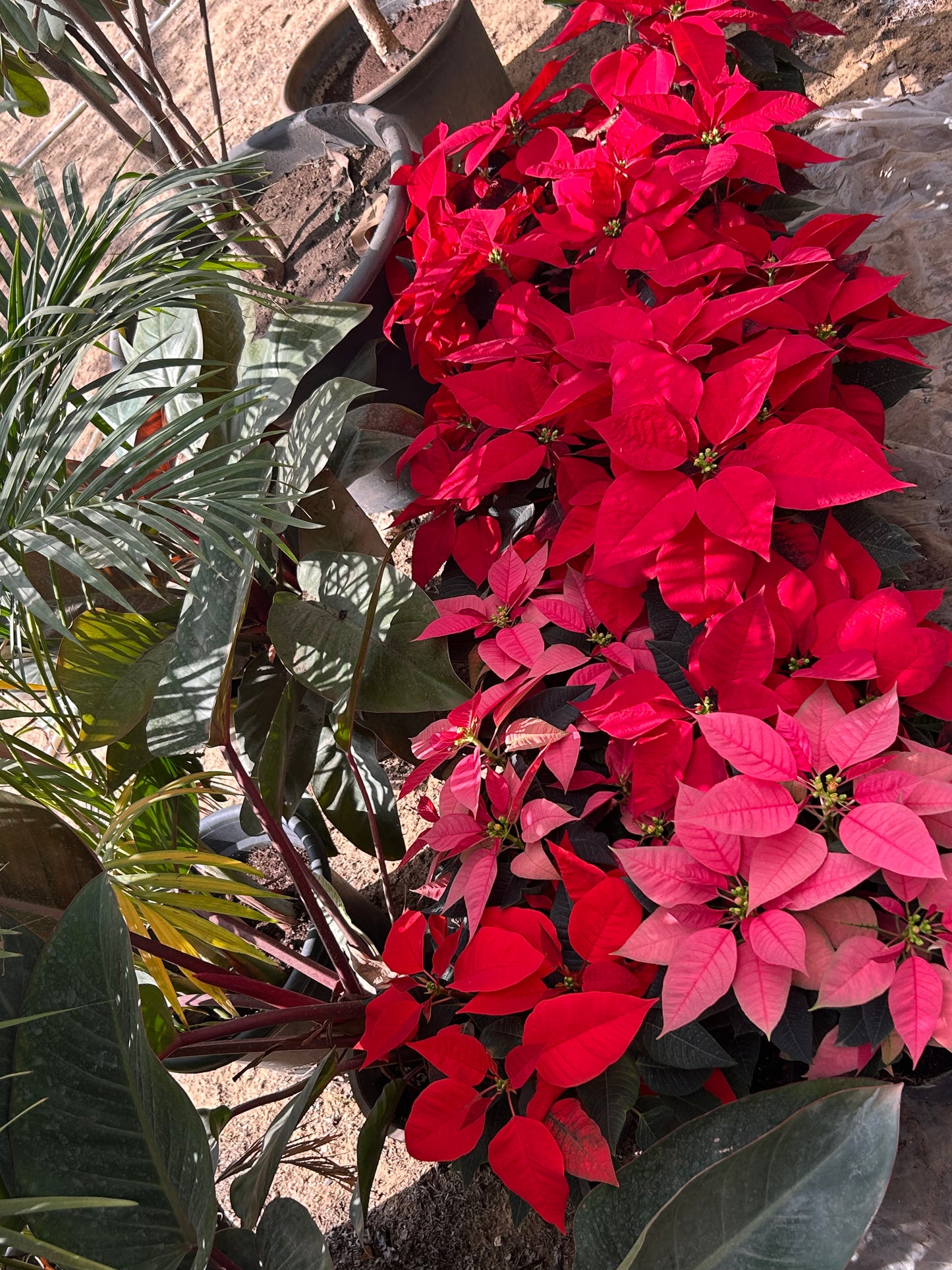 Poinsettia
