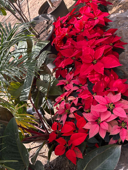 Poinsettia