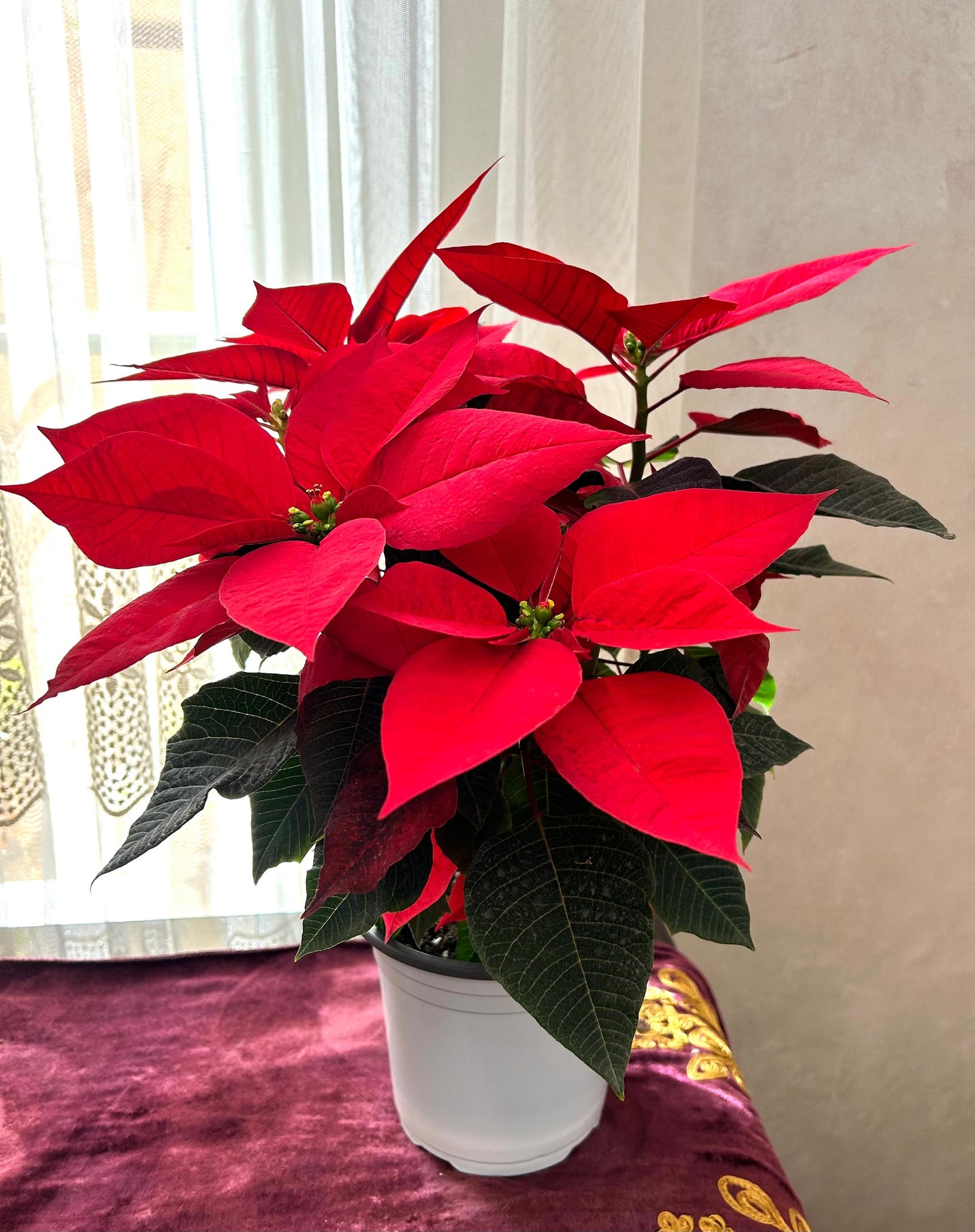 Poinsettia