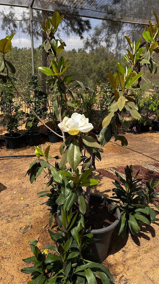 Magnolia Tree