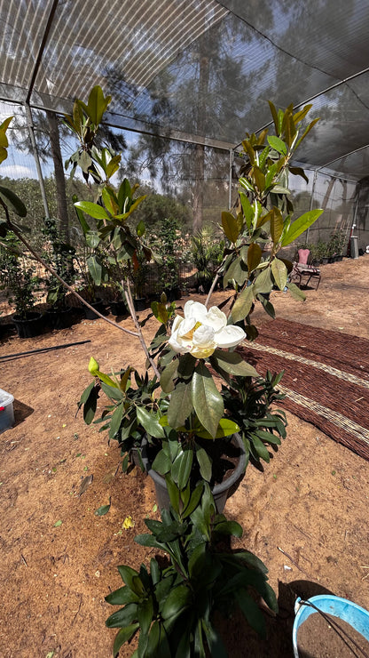 Magnolia Tree