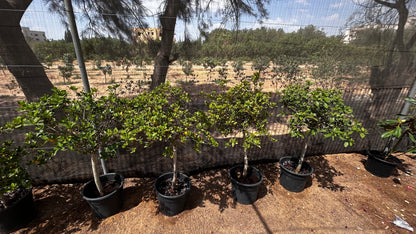 Gardenia Jasminoides