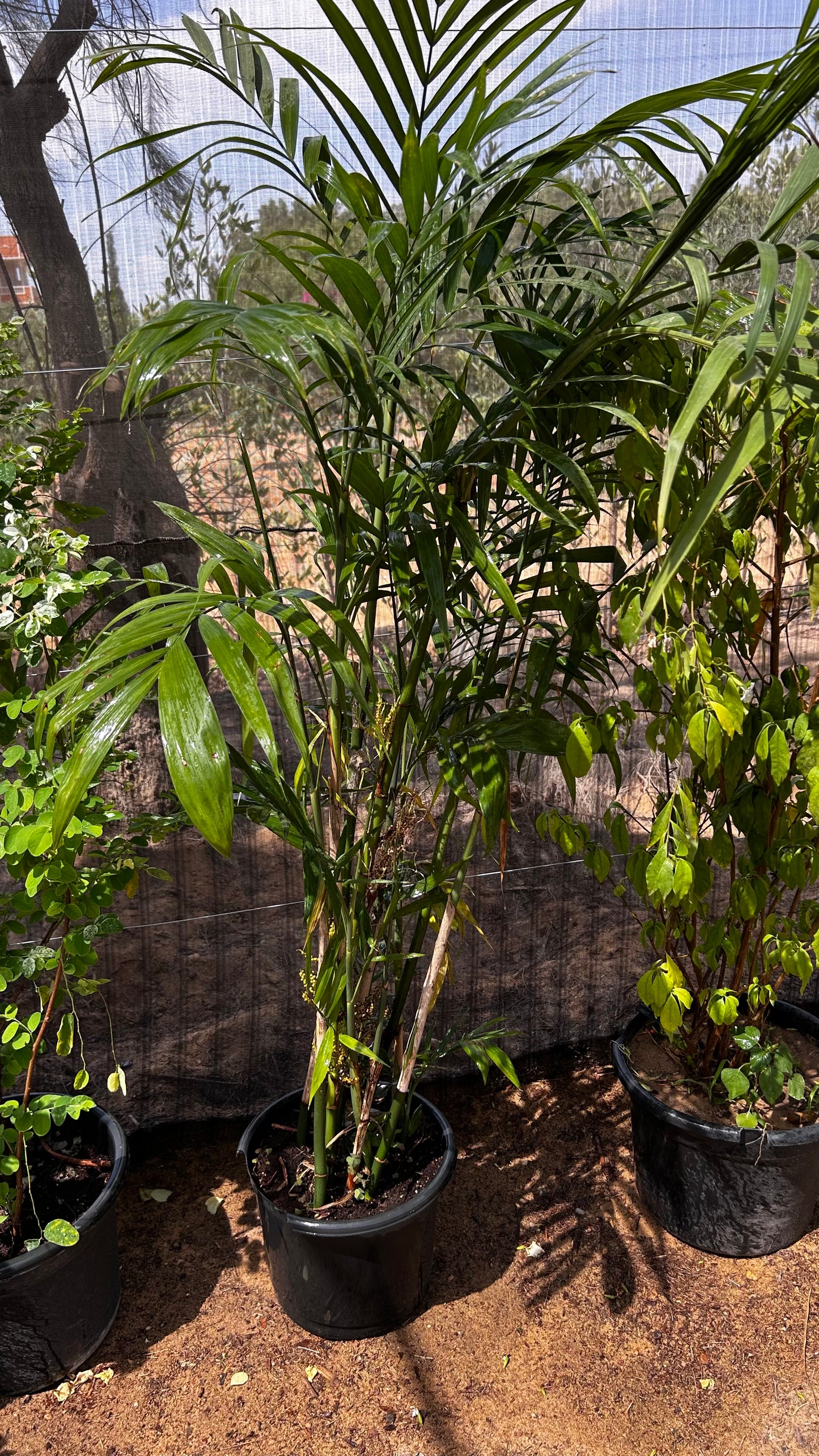 Chamaedorea Palm