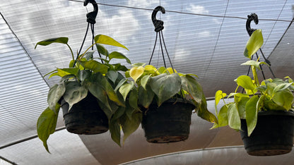 Scindapsus