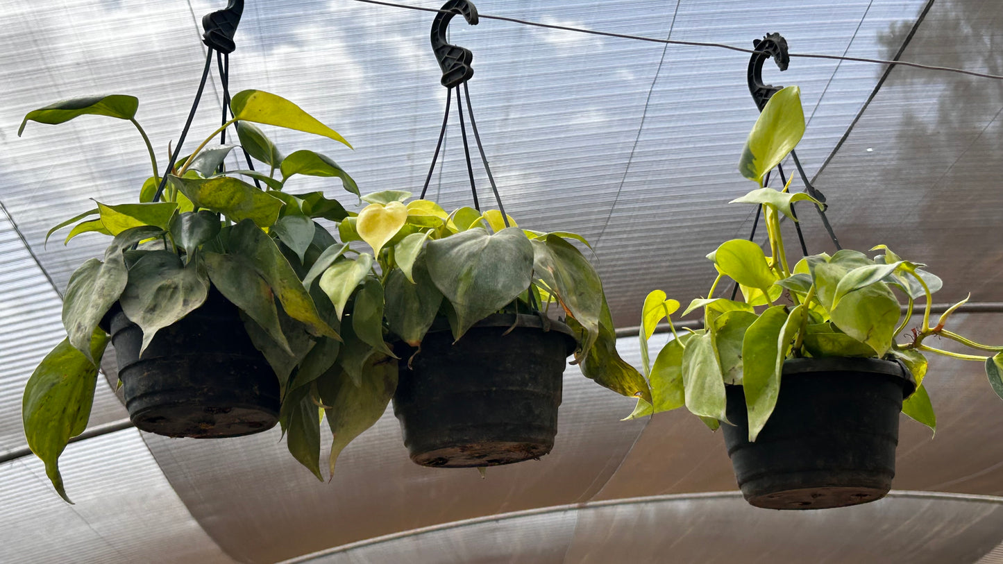 Scindapsus