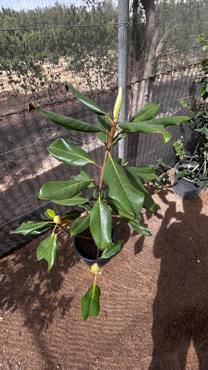 Magnolia Tree