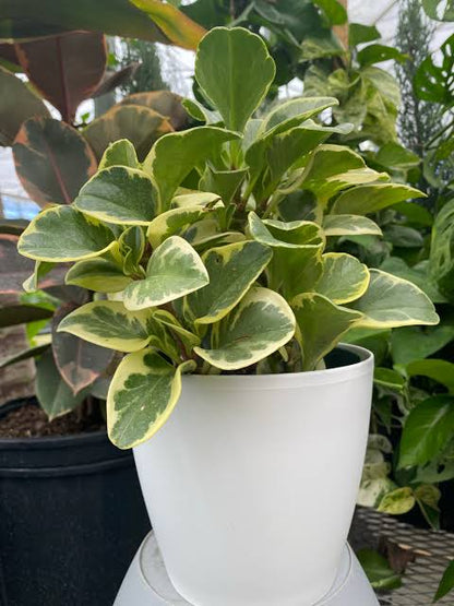 Peperomias