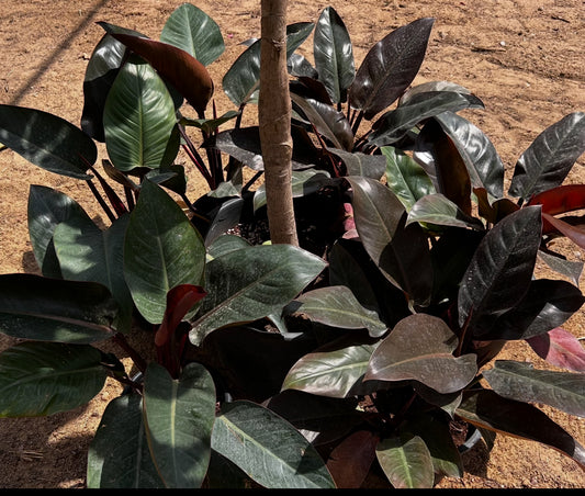 Imperial Red Philodendron