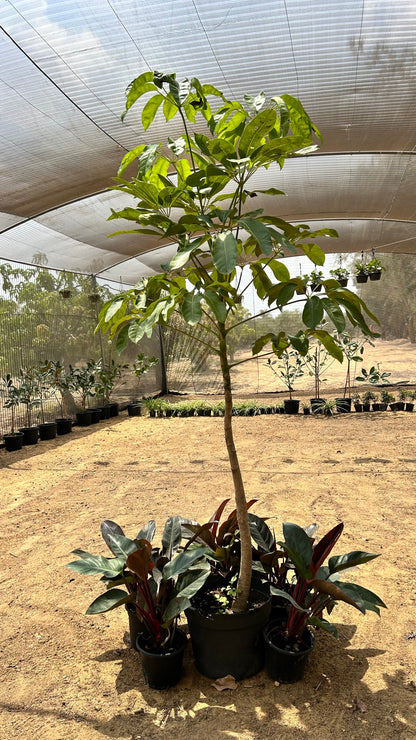 Umbrella tree