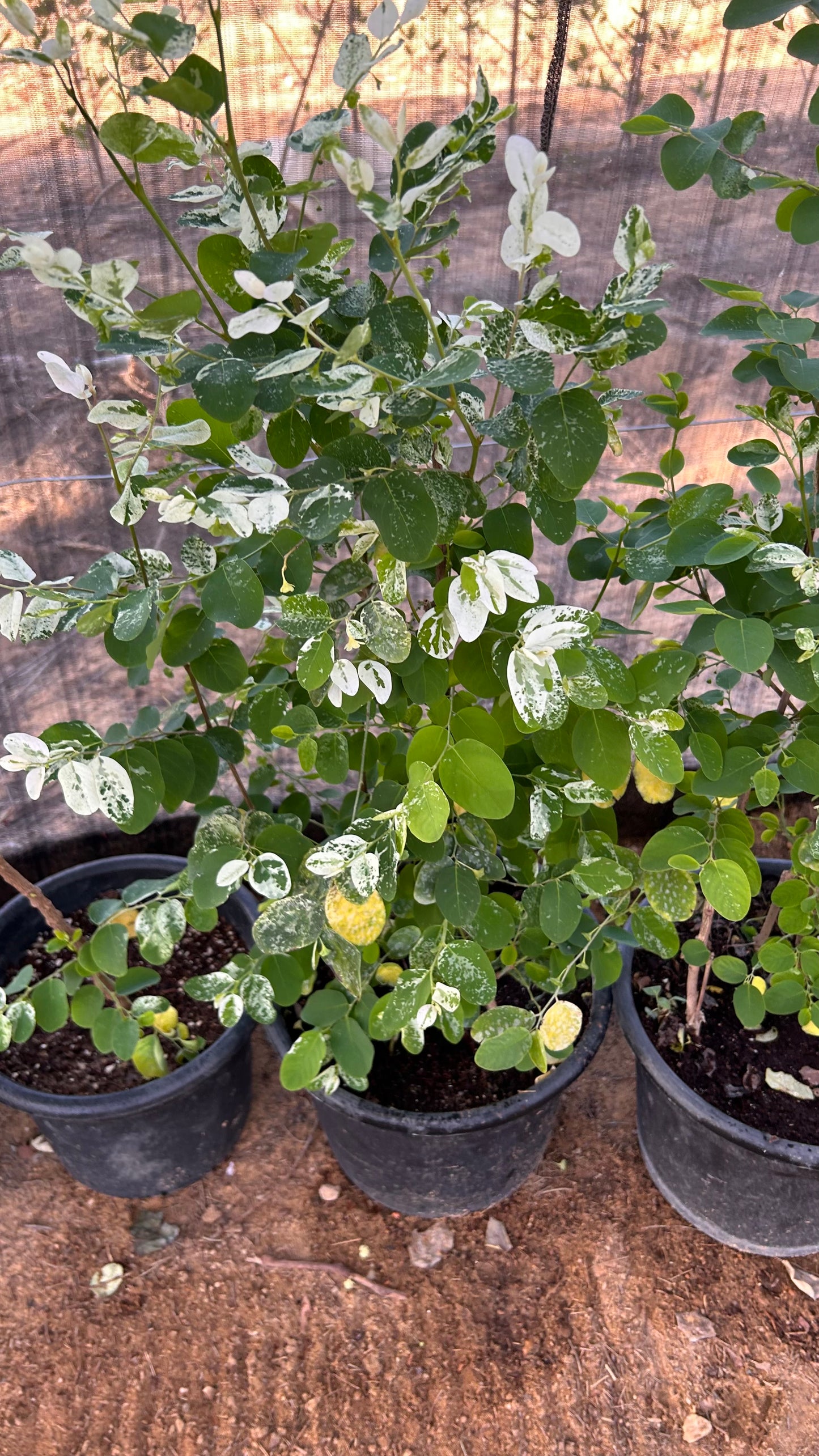 Phyllanthus or Snow Bush