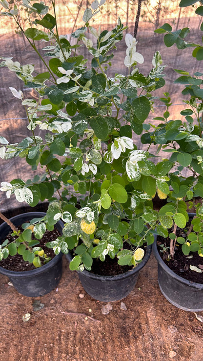 Phyllanthus or Snow Bush